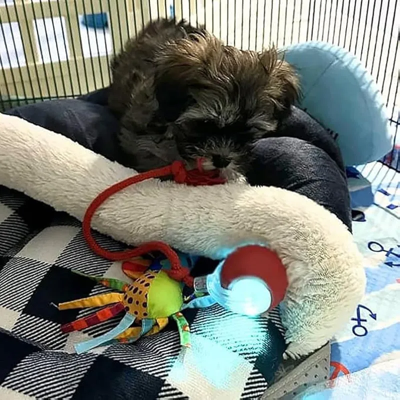 Buy 2 Get Free ShippingSmart Automatic Rolling Pet Ball